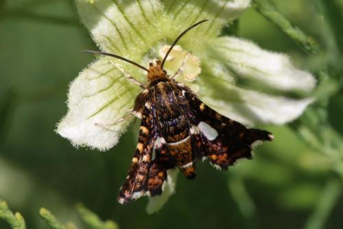 Réf. 259 490 : Thyris fenestrella